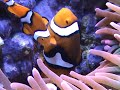 Clownfish Laying Eggs Clownfish Laying Eggs