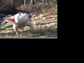 Smooth Turkey Smooth Turkey