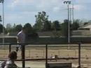 Wiener Dog Nationals