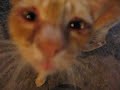 Thai Cats 4 - what's for dinner