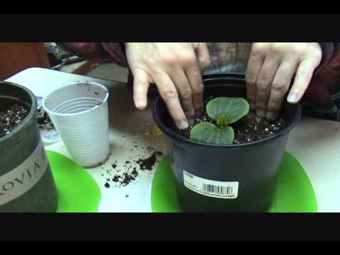 how to replant a pumpkin plant