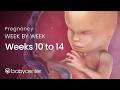 Inside Pregnancy: Weeks 10 - 14 | BabyCenter Video