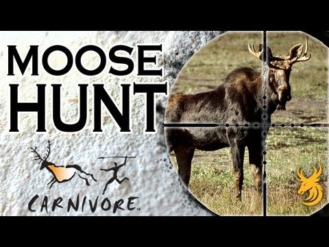 Carnivore: Moose hunt for meat in Newfoundland