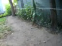 Louie on the spring pole