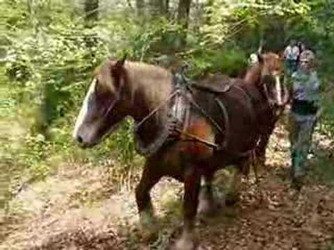 D�monstration de d�bardage avec des chevaux