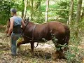 D�monstration de d�bardage avec des chevaux