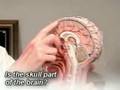 Brain Function Information: Find a Traumatic Brain Injury La