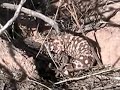 Gila Monster vs. Hawks Gila Monster vs. Hawks