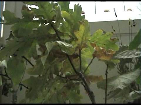 Imagen de previsualización de YouTube