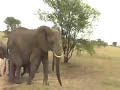 Tarangire Elephant Crossing