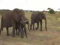 Tarangire Elephant Crossing