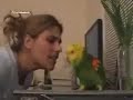 Singing and dancing parrot Singing and dancing parrot
