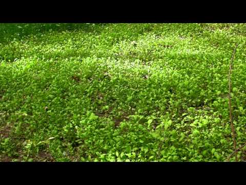 how to fertilize brassicas