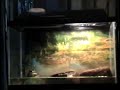 Bullfrog Eats A Snake