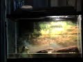 bullfrog eats a snake