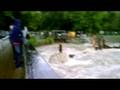 videos de Blackweir during flood