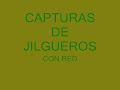 captura de jilgueros y parditos 2009.wmv