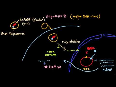 how to control hepatitis b