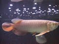 Arowana and tank mates Arowana and tank mates