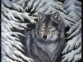 Grey Fur - Hui Mao