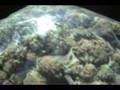 The Chronic