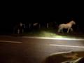 Chasing Horses in Horsehay
