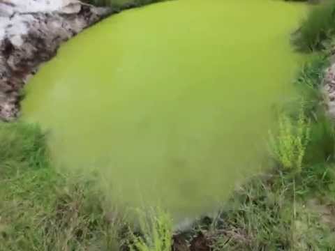 how to harvest algae from pond