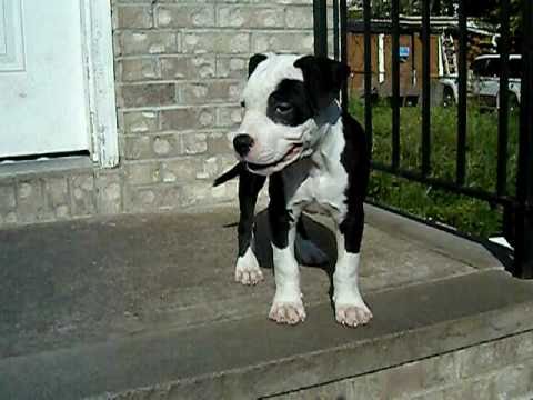 black nose pitbull
