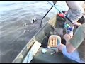 Stingray attack!