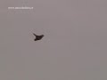 Manifestazione aeromodellistica \"Monte Claro\"