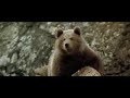 The whole movie made me cry. L'Ours (1988) - the cougar scene ... l'ours jean-jacques bear the annaud 