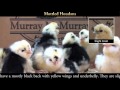 Video: Mottled Houdan Baby Chicks