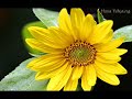 c�neytten s...........