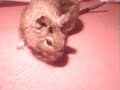 My degus - Bob and Marcia - Young, Gifted And Black.