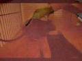 My degus - Bob and Marcia - Young, Gifted And Black.