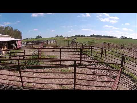 Padgett Cattle Farm, Carroll County