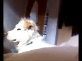 Dogbook Movie: morning bubbers