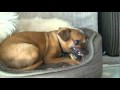Deranged peanut eating half breed chihuahua - mini pincher / evil incarnate