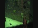 Savannah at the Aquarium