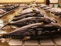 Tuna in Japan Tsukiji Fish Market Tuna in Japan Tsukiji Fish Market