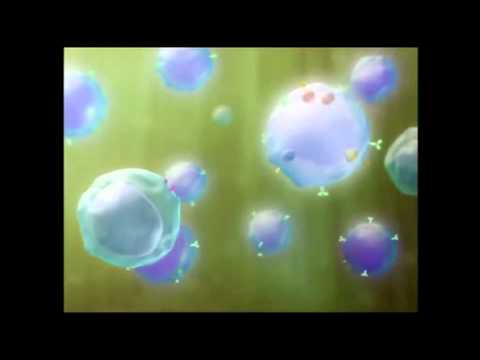HPV Vaccine
