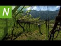 Dahoam: Biodynamische Höfe in Südtirol