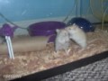 My gerbils!! :)