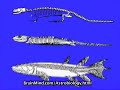 origins: life in extreme environments: life is everywhere part 5