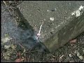 Magnesium Fuse Magnesium Fuse