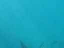 Spotted Eagle Ray off beach in Princeville Kauai Hawaii