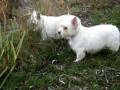 videos de Mydogs.MPG