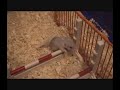 Maximo The Show Jumping Gerbil Pup 2