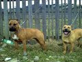the-best-amstaff-and-pitbull-rednose.html