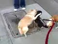 doggy foreplay doggy foreplay